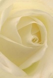 Immersed in the luminous heart of a South Croydon rose, you're drawn into layers of cream and white petals that gently spiral outward with an almost breath-like softness. The textures-velvety, almost feather-light-suggest dew-kissed mornings on the edges of Park Hill Recreation Ground, while quiet shadows playing amongst the folds add a discreet drama. The composition radiates calm and sincerity, echoing the emotion behind every special bouquet crafted by a caring South Croydon florist. This rose is the epitome of reverence, its close-up revealing both vulnerability and strength, ideal for moments when words falter-be it to honour someone's memory, express silent admiration, or celebrate a new beginning. One can almost inhale its subtle, sweet fragrance-a whisper of freshness that softens any space. The artwork of local hands and the sense of community reflect in every perfectly placed petal, gifting a lasting comfort and artistry tailored to the families and friends of South Croydon.